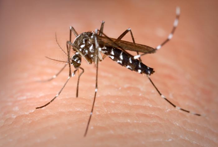 Continúan acciones de prevención contra el dengue